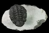 Adrisiops Weugi Trilobite - Recently Described Phacopid #137917-1
